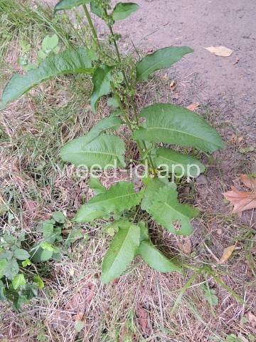 dock, broadleaf